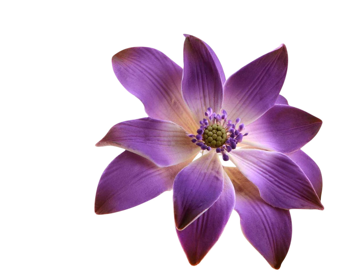 Λουλούδι από ζαχαρόπαστα Νούφαρο - Tranquil Water Lily