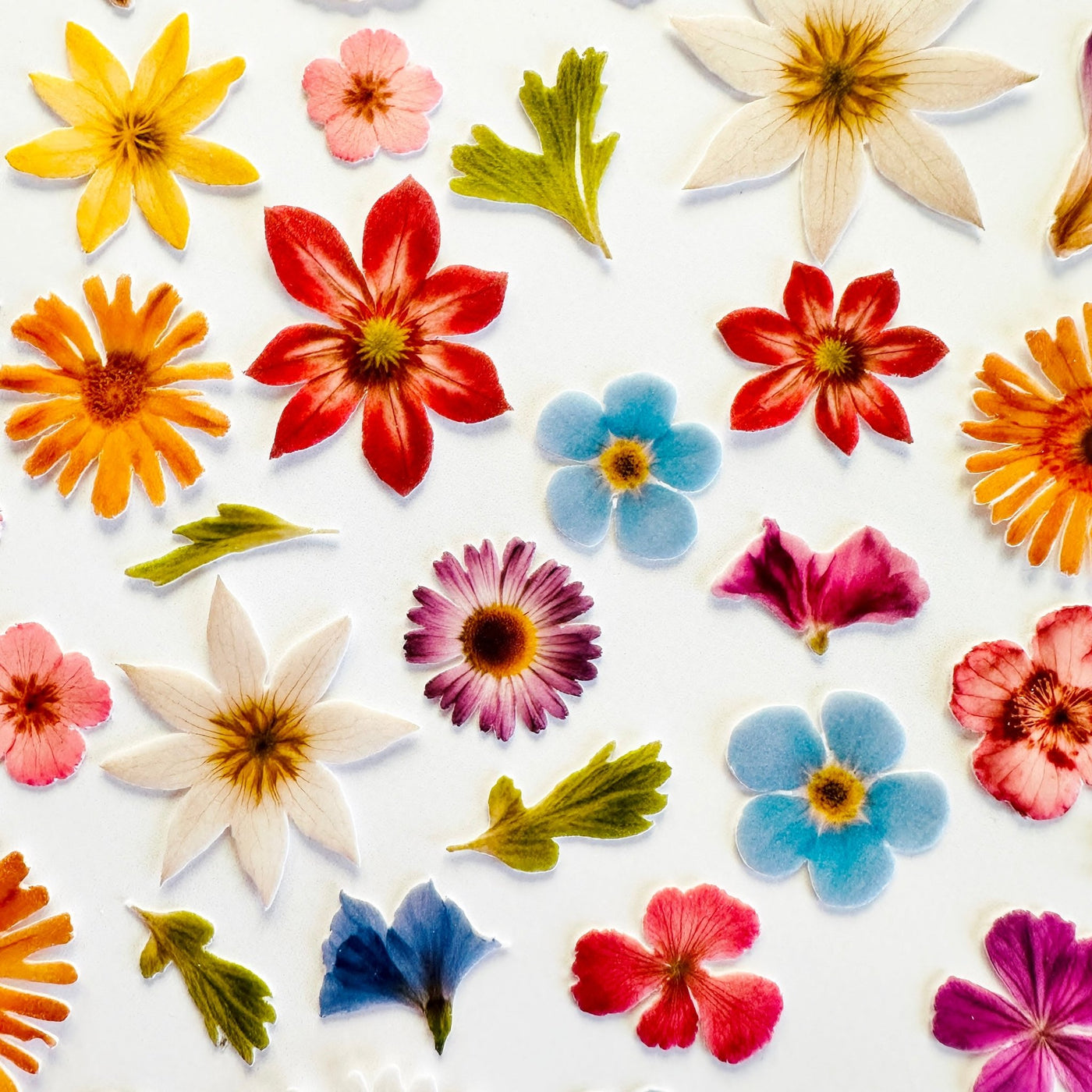 Βρώσιμα σχέδια σετ αποξηραμένα Λουλούδια 50 τεμ. - Made by Lenka Sweet Dreams - Lenka Sweet Dreams