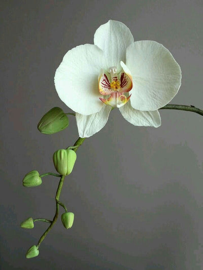 Κουπάτ Ορχιδέα Phalaenopsis σετ 3 τεμ. - Lenka Sweet Dreams - Lenka Sweet Dreams